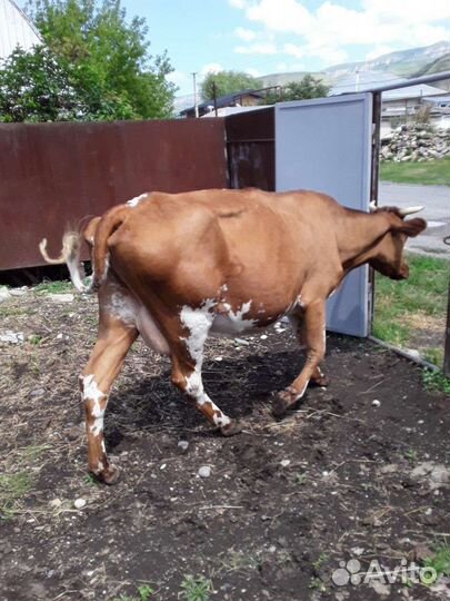 1) Бычок. 2) Стельная телка. 3) Дойная корова