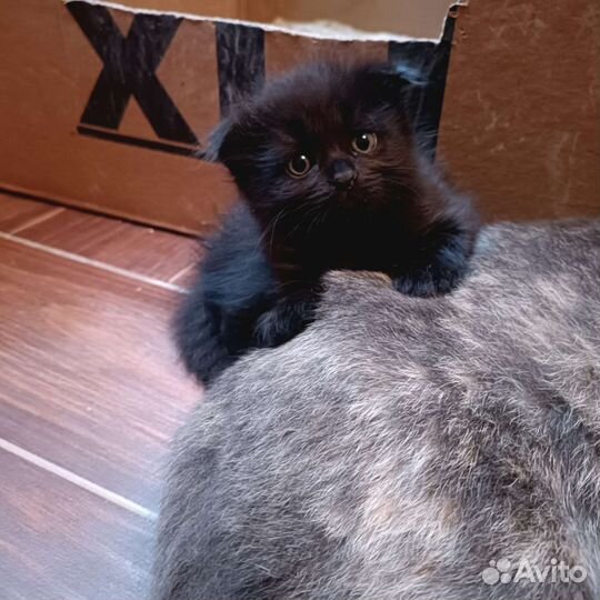 Шотландские вислоухие котята