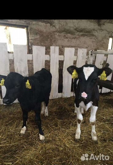 Бычки телята