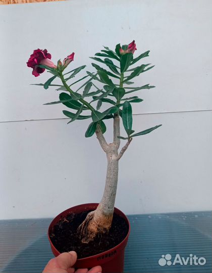 Адениум прививка Вишня