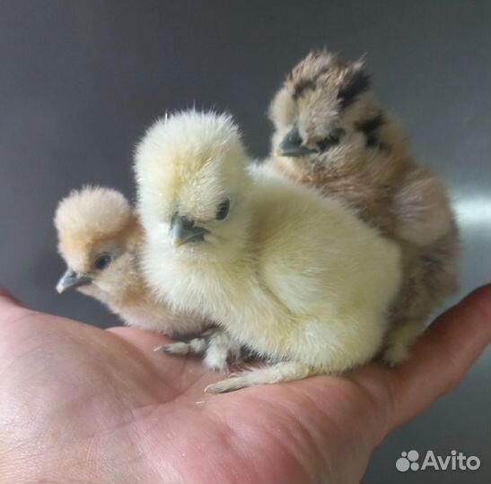Цыплята китайские шелковые