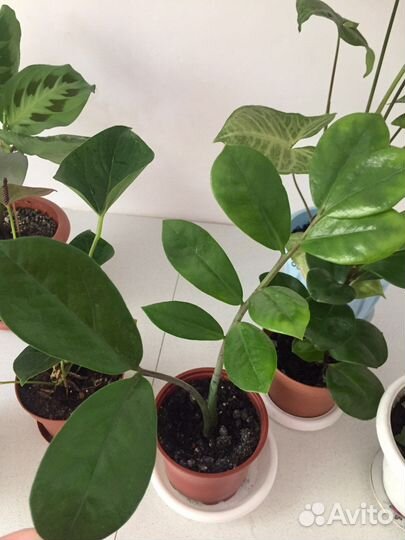 Комнатные растения