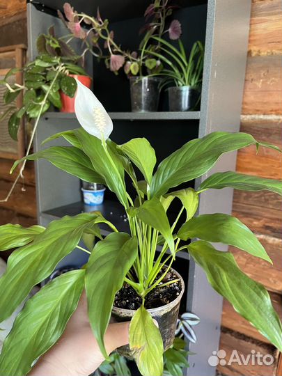 Домашние цветы