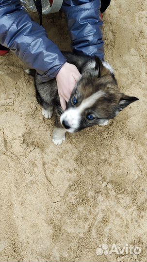 Двортерьер