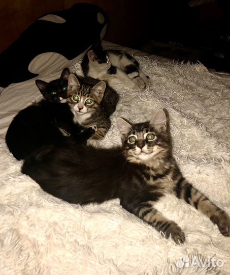 Котята бобтейла, выбросили. Приют 