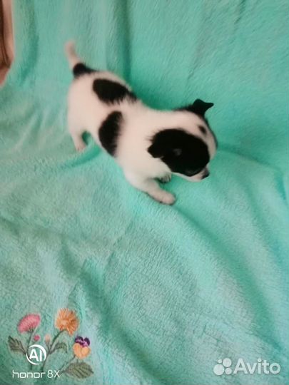 Продам щенков чихуахуа