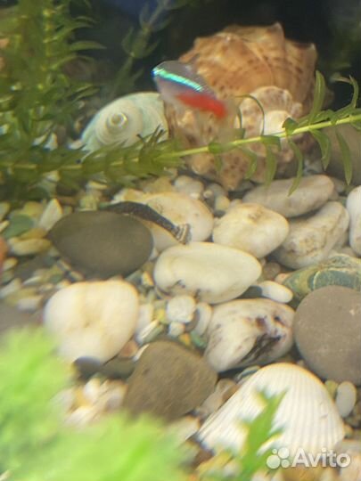 Аквариумные рыбки