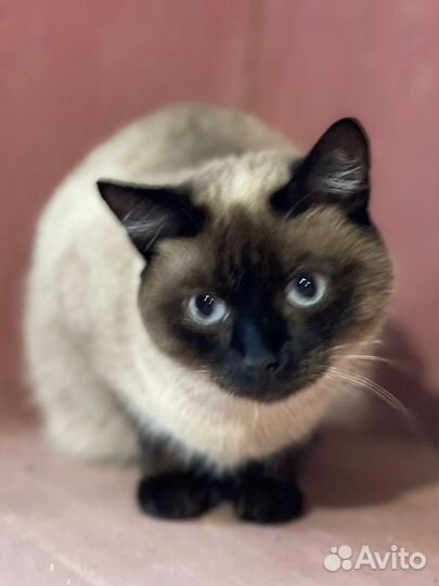 Котики, кошки и котята из приюта