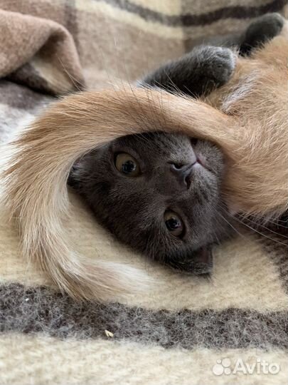 Котенок девочка вислоухая