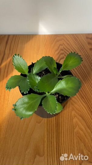 Каланхоэ Лаетивиренс - Комнатные растения - Цветы