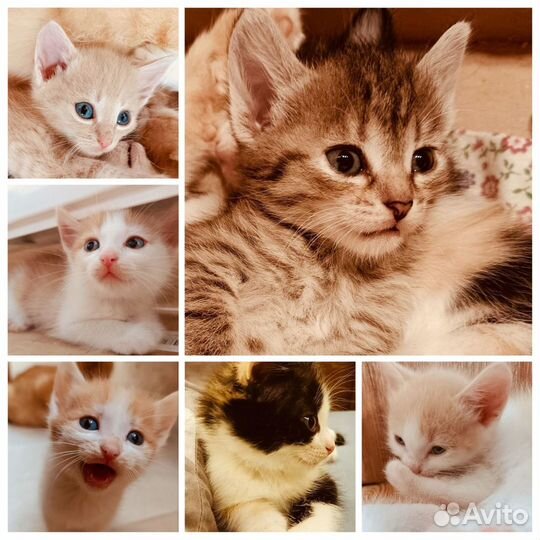 Котята с доставкой по городам Сибири