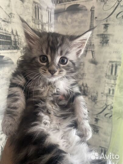 Котята мейн-кун