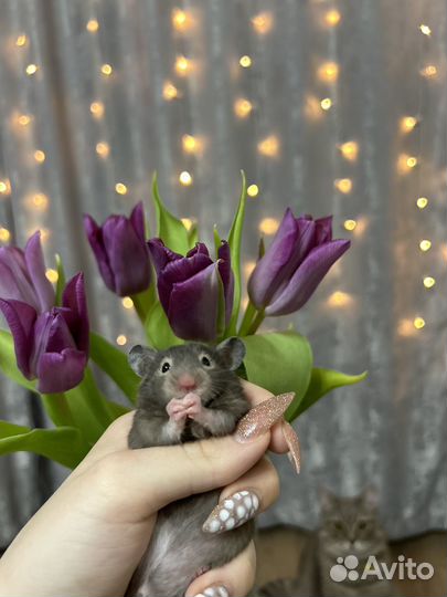 Сирийский хомяк