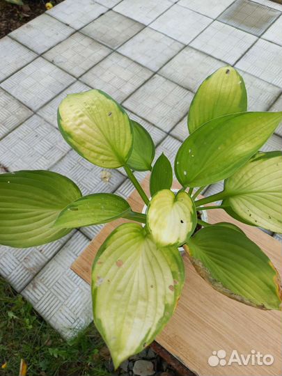 Хоста Жанет