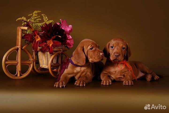 Солнечные зайчики-малышки ждут вас