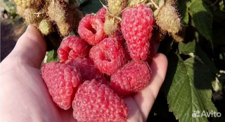 Ремонтантная малина