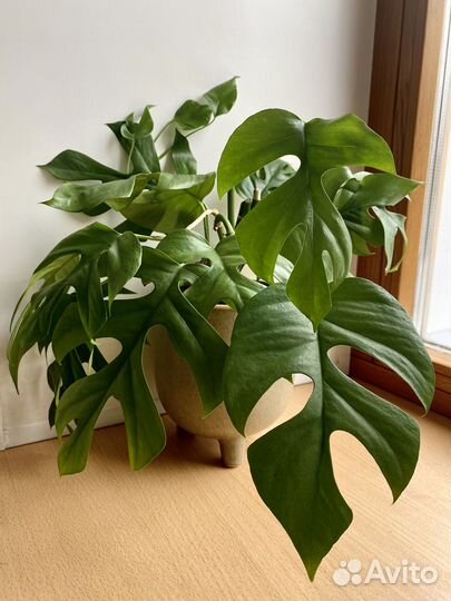 Монстера Минима / рафидофора тетрасперма