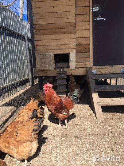Куры несушки Кучинские юбилейные