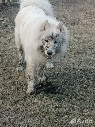 Вязка Самоед