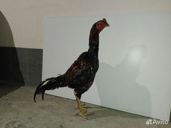 Байцовые петухи