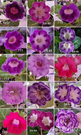 Семена глоксинии и тидеи