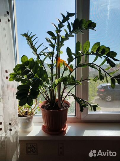 Замиокулькас