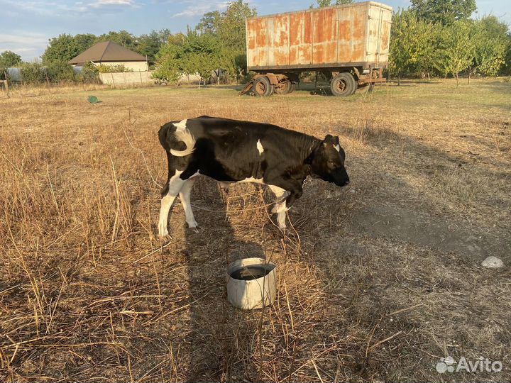 Бычки,торг уместен
