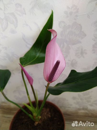 Антуриум Зизу