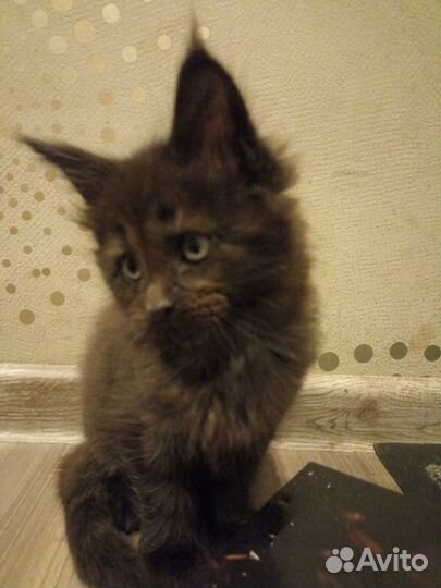 Котята мейн-кун