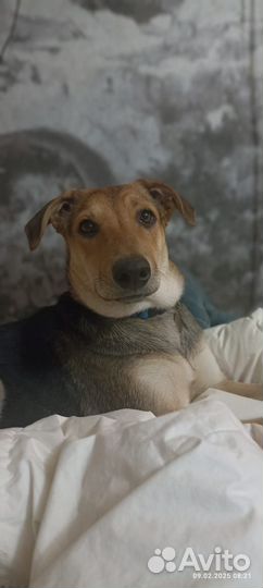 Собака в добрые руки