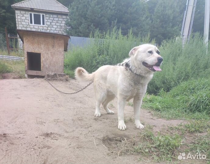 Смесь овчарки и лабрадора