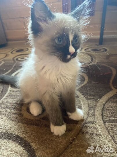 Отдам котенка в добрые руки