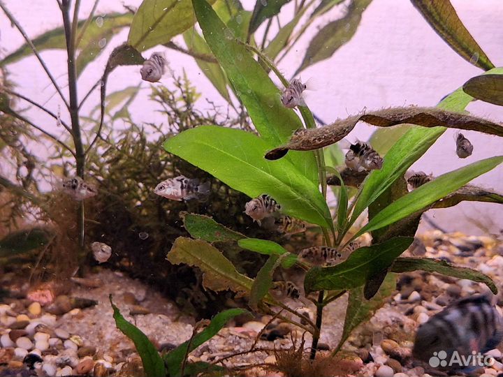 Цихлиды, сапфировый попугай, голубая панда