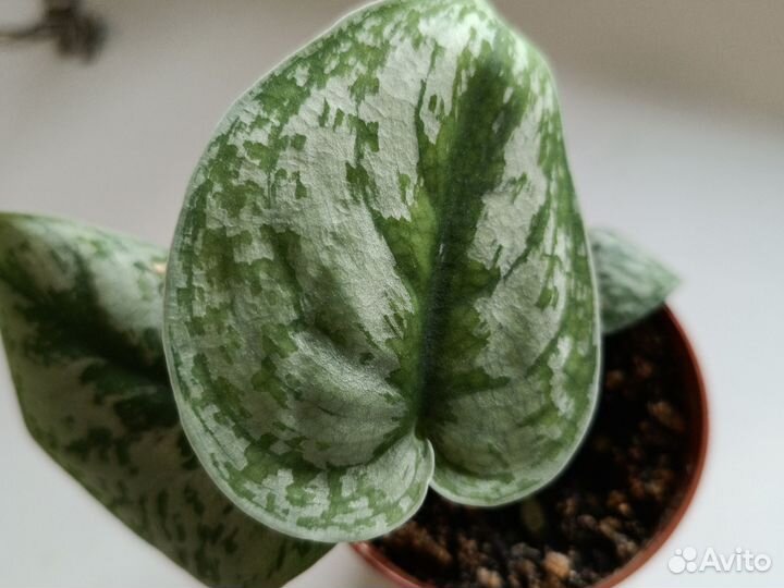 Комнатные растения сциндапсус