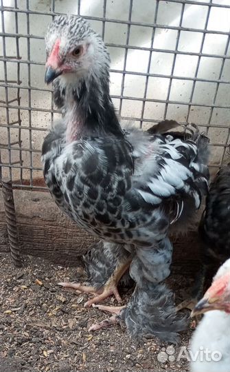 Инкубационное яйцо куриное