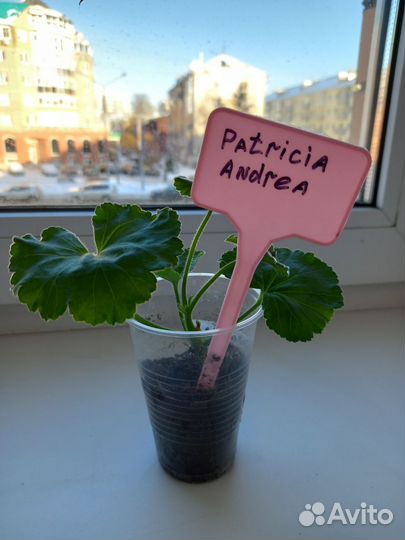 Пеларгония герань