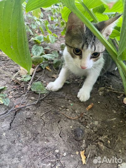 Барсик. Нарушена координация движений. Приют