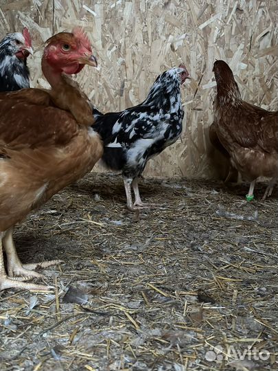 Петухи Австралорп пестрый