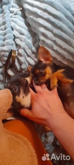 Той-терьер щенки