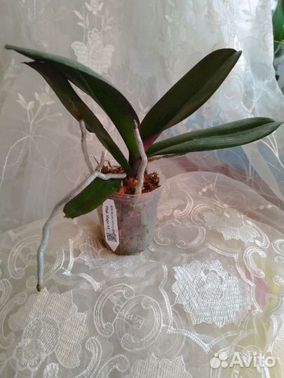 Орхидея Phal.В наличии. Magic Art (peloric)