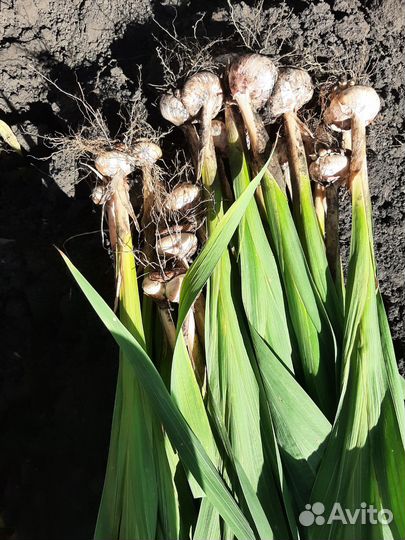 Гладиолусы луковицы