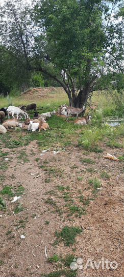 Овцы бараны на мясо