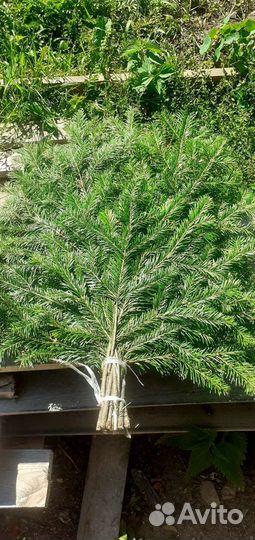 Веники пихтовые,можжевеловые