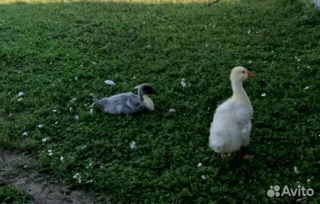 Гуси утки
