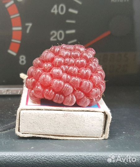 Саженцы ремонтантной малины 