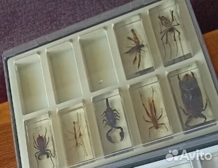 Лот насекомые и их знакомые в стекле
