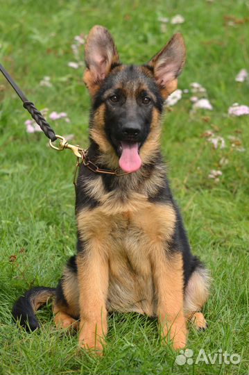 Щенок,девочка 3 месяца РКФ