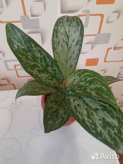 Аглаонема грин леди