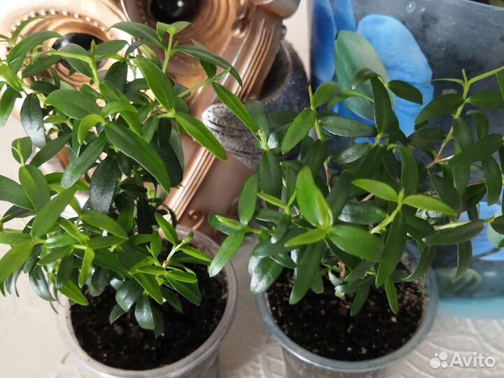 Миртовое дерево