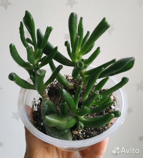 Комнатные растения и спацифилиум Даймонд